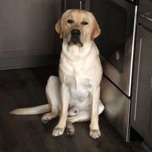 Meet your Posher, Bear